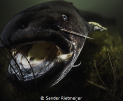 European Catfish - Silurus glanis by Sander Rietmeijer 